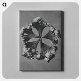 アートパネル-Trollius Europaeus - カール ブロスフェルト Canvas.