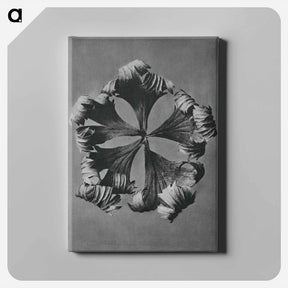 アートパネル-Trollius Europaeus - カール ブロスフェルト Canvas.