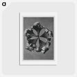 アートポストカード-Trollius Europaeus - カール ブロスフェルト Postcard.