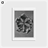 アートポストカード-Trollius Europaeus - カール ブロスフェルト Postcard.