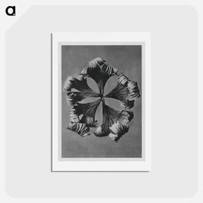 アートポストカード-Trollius Europaeus - カール ブロスフェルト Postcard.
