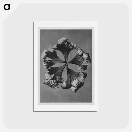 アートポストカード-Trollius Europaeus - カール ブロスフェルト Postcard.