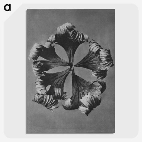 1-60_Karl-Blossfeldt_picture-crop
