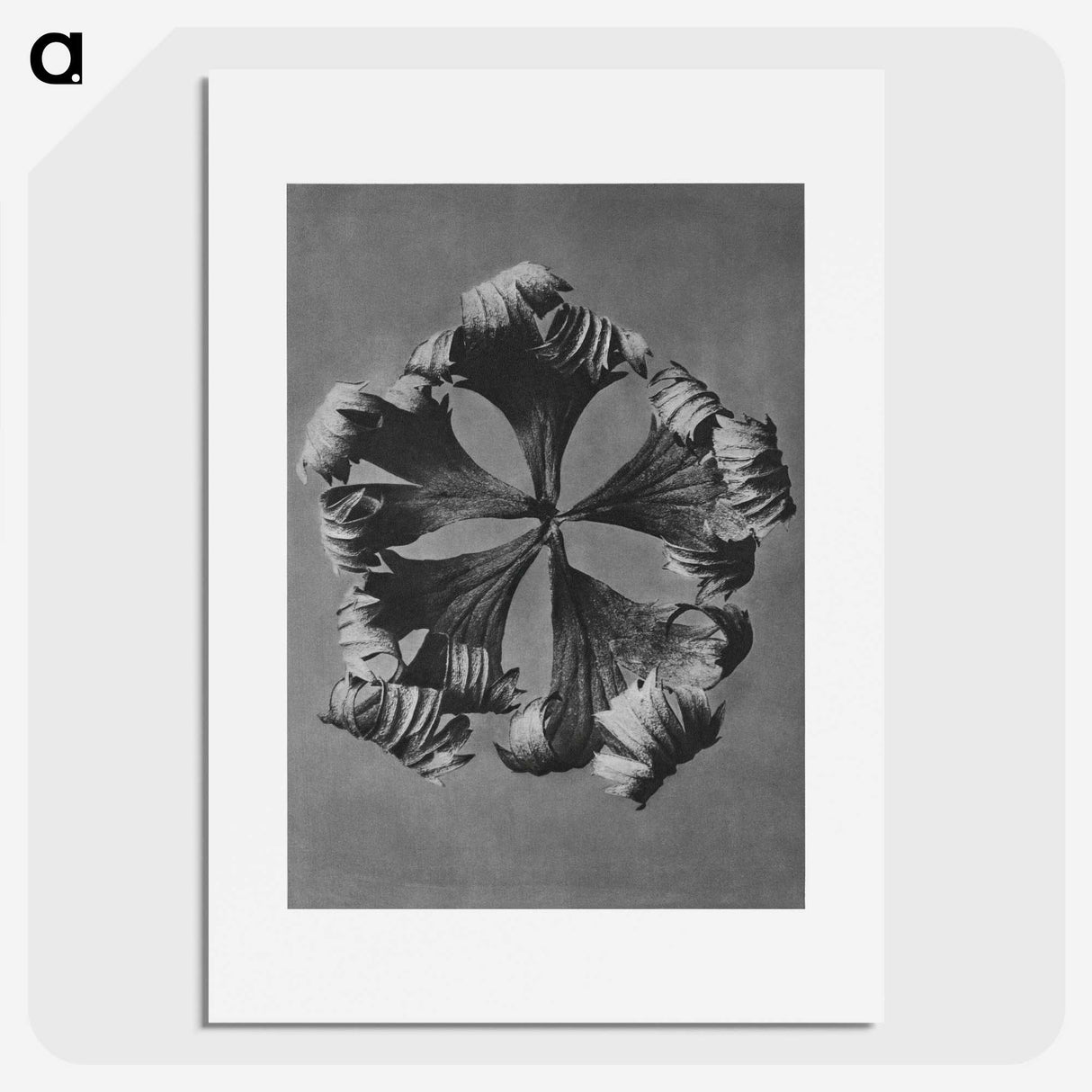 1-60_Karl-Blossfeldt_picture