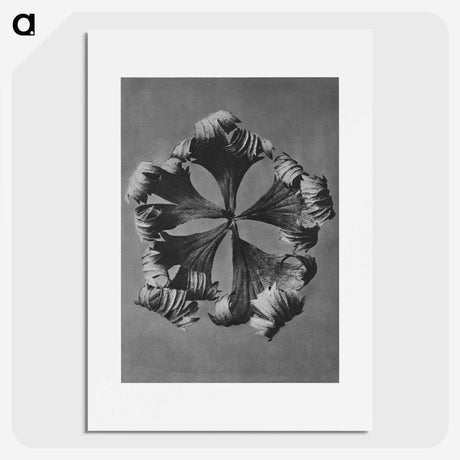 1-60_Karl-Blossfeldt_picture