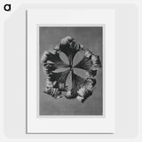 Trollius Europaeus - Karl Blossfeldt Poster.
