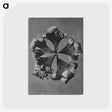 1-60_Karl-Blossfeldt_postcard
