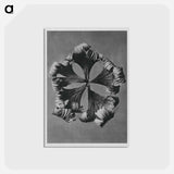 アートポストカード-Trollius Europaeus - カール ブロスフェルト Postcard.