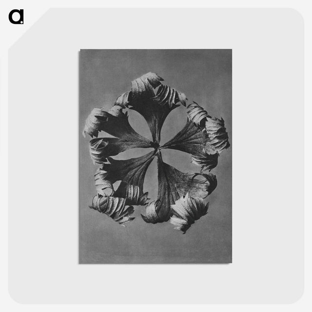 1-60_Karl-Blossfeldt_postcard