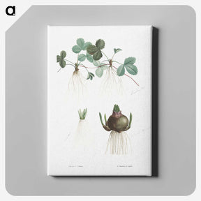 1-60_La-Botanique_canvas