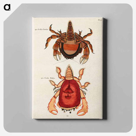 アートパネル-Moluccan Crabs
 - ルイ ルナール Canvas.
