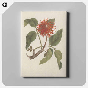 アートパネル-Erythrina abyssinica
 - ルイージ バルガーニ Canvas.