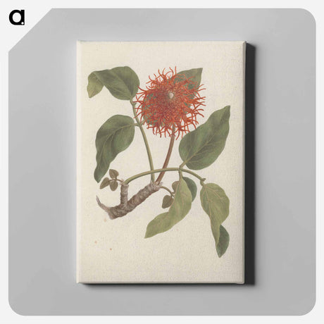 アートパネル-Erythrina abyssinica
 - ルイージ バルガーニ Canvas.