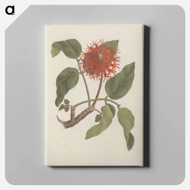 アートパネル-Erythrina abyssinica
 - ルイージ バルガーニ Canvas.