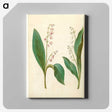 1-60_Maria-Sibylla-Merian_canvas