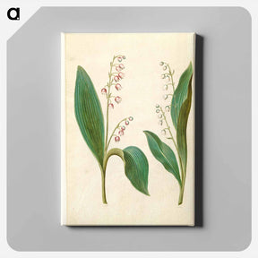 アートパネル-Convallaria Majalis
 - マリア ジビーラ メーリアン Canvas.