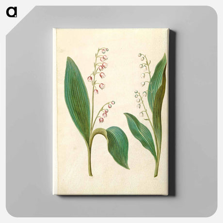 アートパネル-Convallaria Majalis
 - マリア ジビーラ メーリアン Canvas.