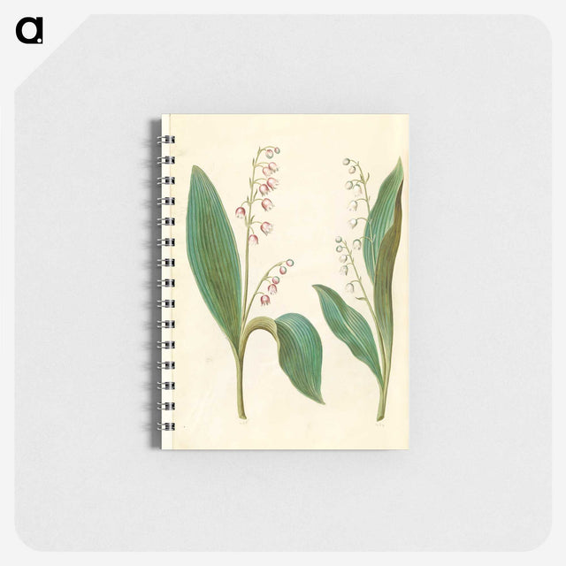 1-60_Maria-Sibylla-Merian_memo