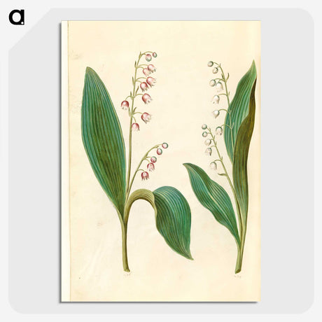 1-60_Maria-Sibylla-Merian_picture-crop