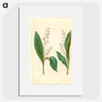 1-60_Maria-Sibylla-Merian_picture