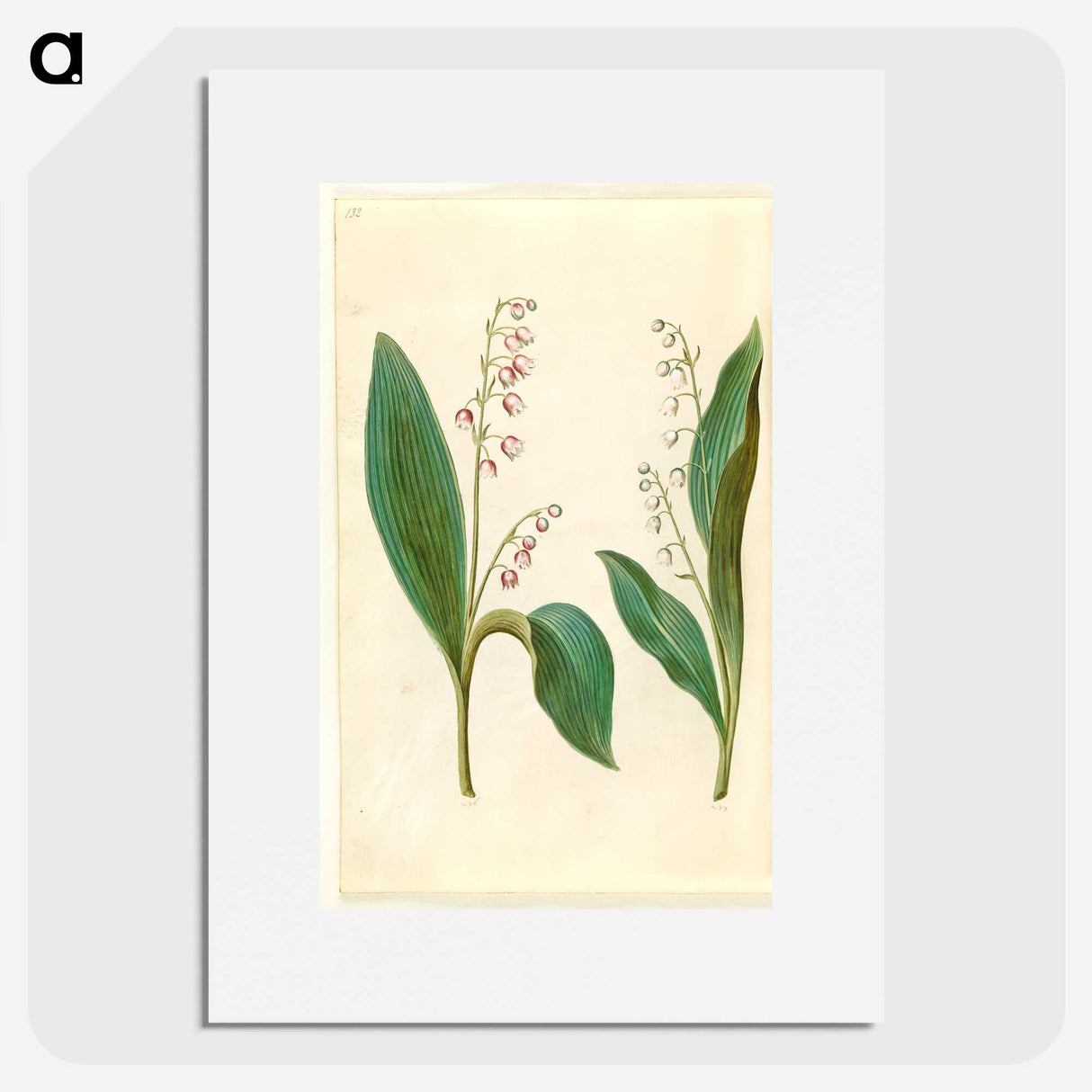 1-60_Maria-Sibylla-Merian_picture