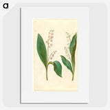 1-60_Maria-Sibylla-Merian_picture