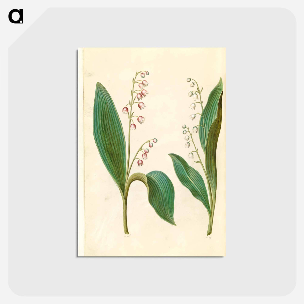 アートポストカード-Convallaria Majalis
 - マリア ジビーラ メーリアン Postcard.