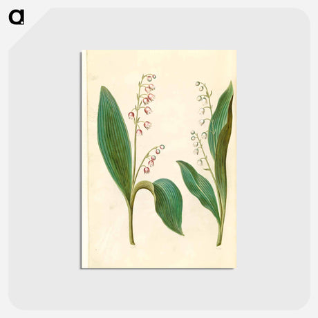 アートポストカード-Convallaria Majalis
 - マリア ジビーラ メーリアン Postcard.
