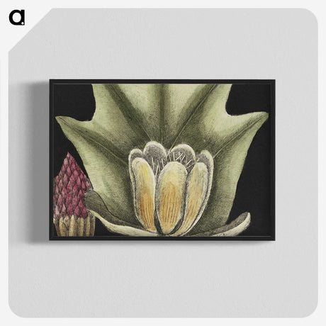 1-60_Mark-Catesby_blk-crop