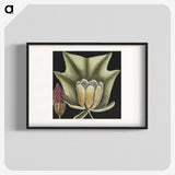 1-60_Mark-Catesby_blk