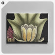 1-60_Mark-Catesby_canvas