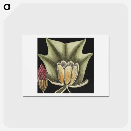 アートポストカード-Natural History of Carolina Trees
 - マーク ケイツビー Postcard.