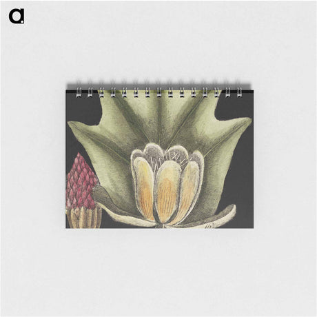 アートメモ帳-Natural History of Carolina Trees
 - マーク ケイツビー Memo.