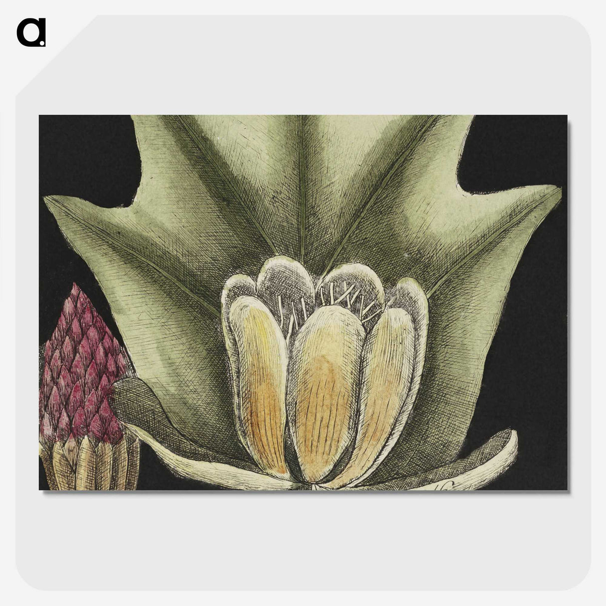1-60_Mark-Catesby_picture-crop