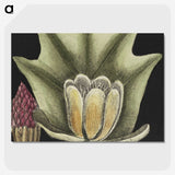 1-60_Mark-Catesby_picture-crop