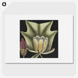 1-60_Mark-Catesby_picture