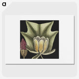 1-60_Mark-Catesby_picture