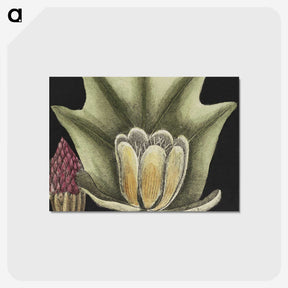 1-60_Mark-Catesby_postcard