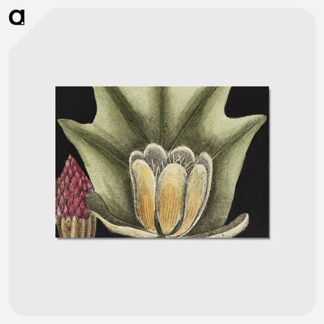 アートポストカード-Natural History of Carolina Trees
 - マーク ケイツビー Postcard.