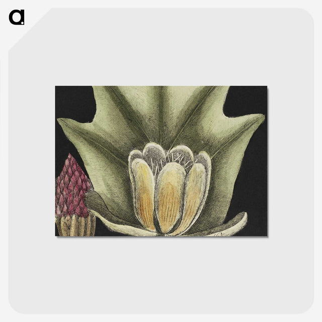 1-60_Mark-Catesby_postcard