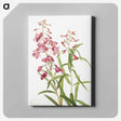 1-60_Mary-Vaux-Walcott_canvas