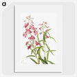 1-60_Mary-Vaux-Walcott_picture