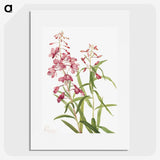1-60_Mary-Vaux-Walcott_picture