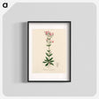 アートポスター-European Centaury Illustration
 - 薬用植物学 Poster.