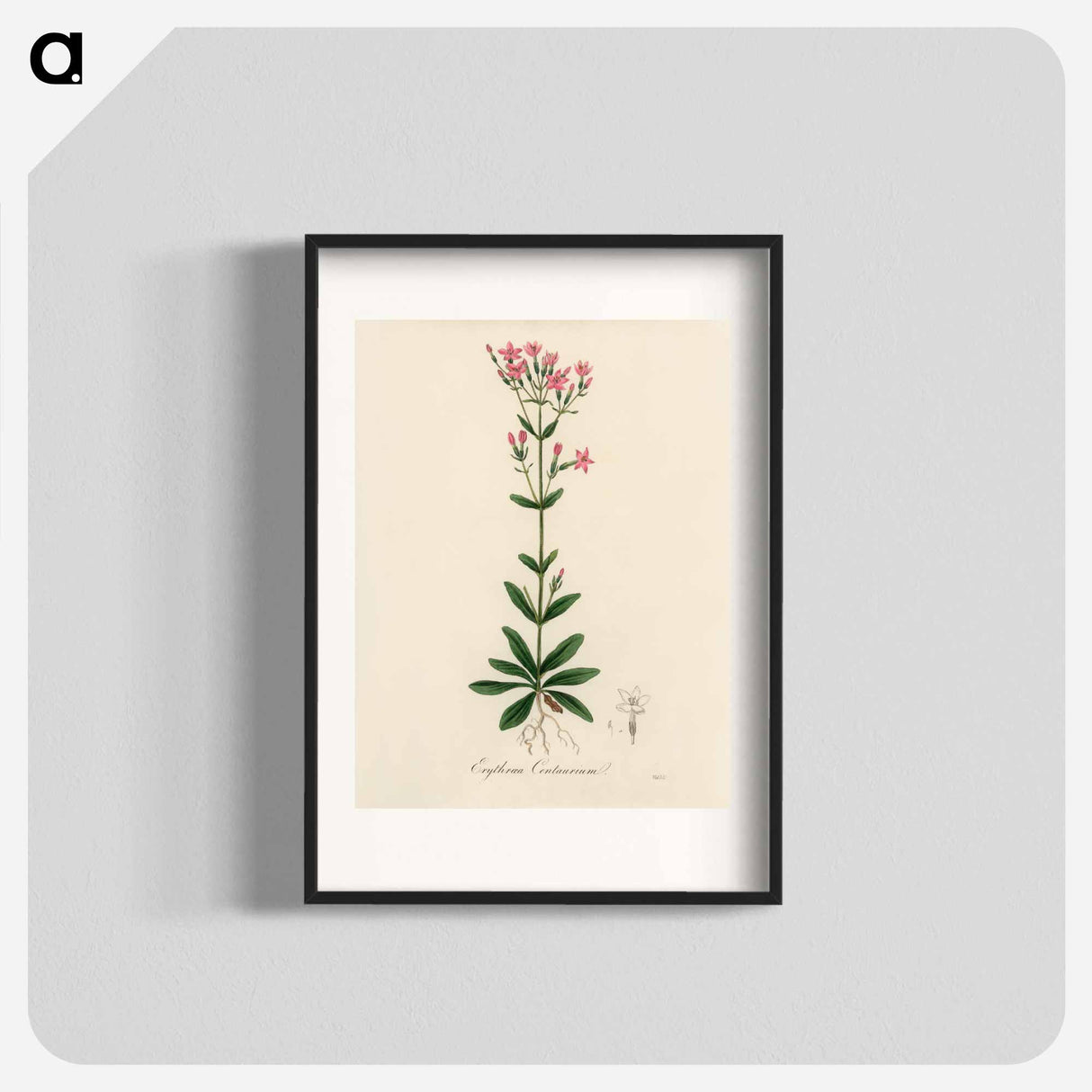 アートポスター-European Centaury Illustration
 - 薬用植物学 Poster.