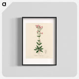 アートポスター-European Centaury Illustration
 - 薬用植物学 Poster.