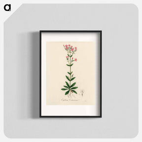 アートポスター-European Centaury Illustration
 - 薬用植物学 Poster.