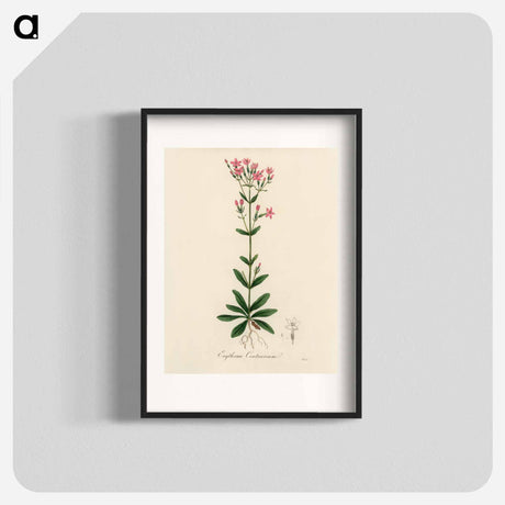 アートポスター-European Centaury Illustration
 - 薬用植物学 Poster.