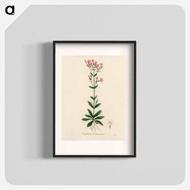 アートポスター-European Centaury Illustration
 - 薬用植物学 Poster.