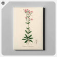 アートパネル-European Centaury Illustration
 - 薬用植物学 Canvas.